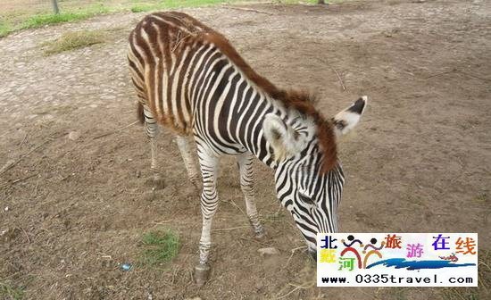 秦皇島野生動物園