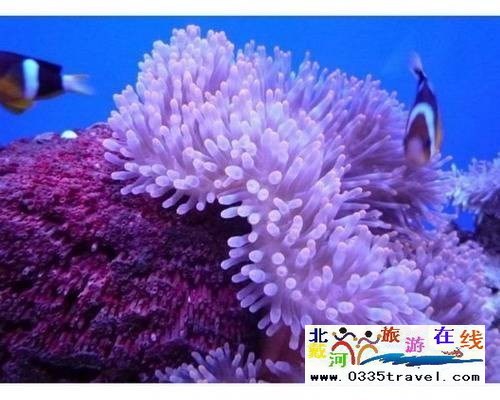 秦皇島新澳海底世界